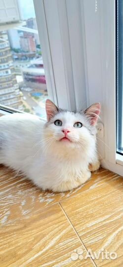 Котенок в добрые руки бесплатно