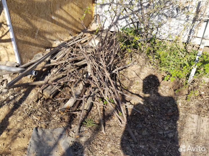 Ветки на коптильню Мих с огорода