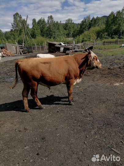 Коровы быки телки
