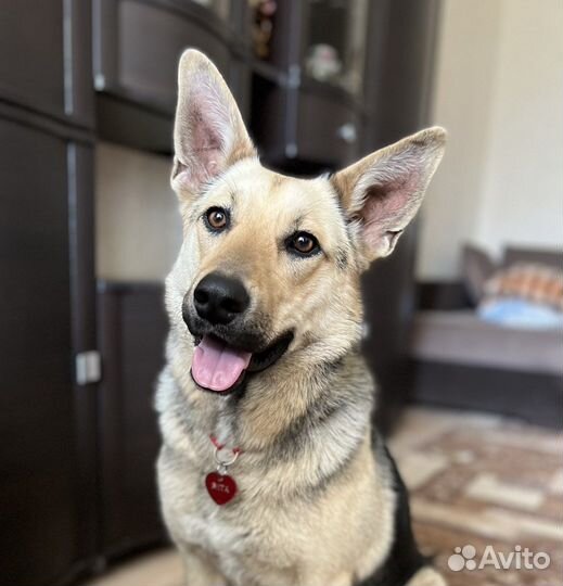 Самая лучшая собака в мире в добрые руки