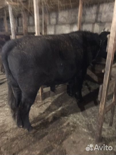 Бык, телки, бараны