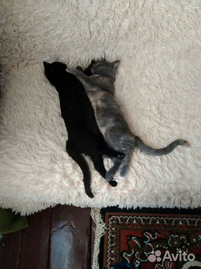 Домашние животные котята