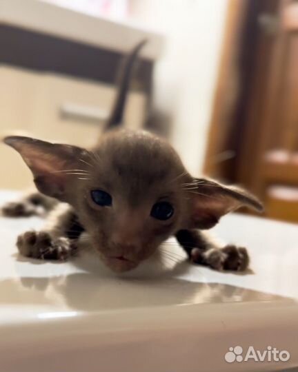 Ориентальная