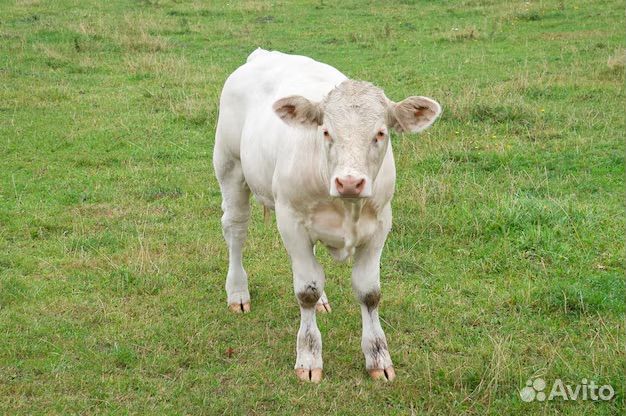 Бычки 1 месяц