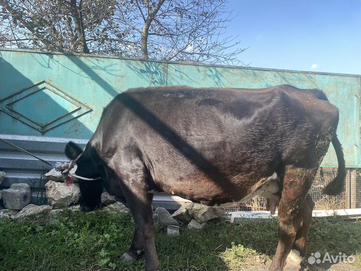 Корова дойная