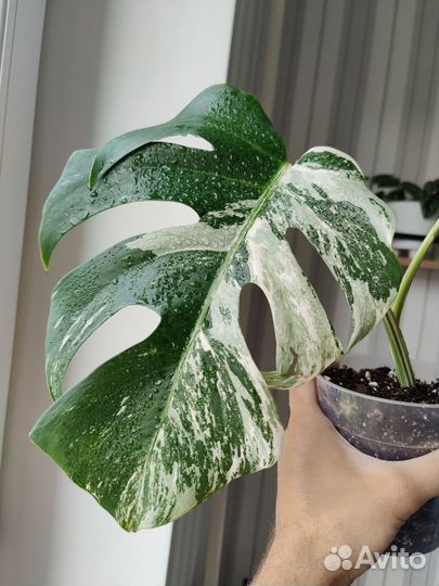 Монстера Альба вариегатная