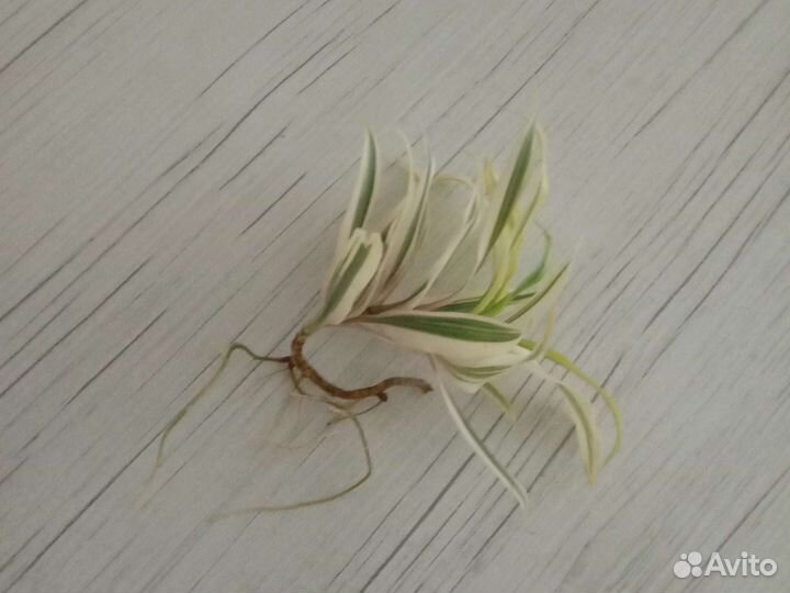 Драцена песня индии