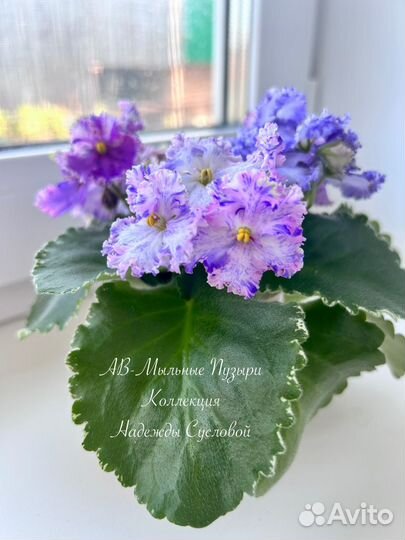 Детки сортовых фиалок