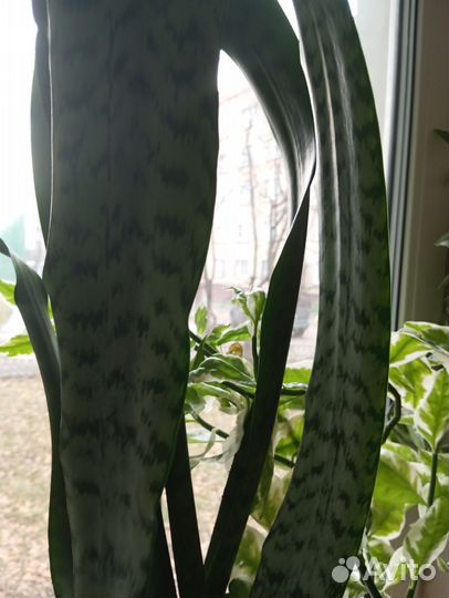 Сансевиерия