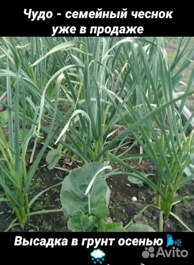 Чудо- семейный чеснок