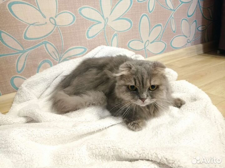 Кошка в дар