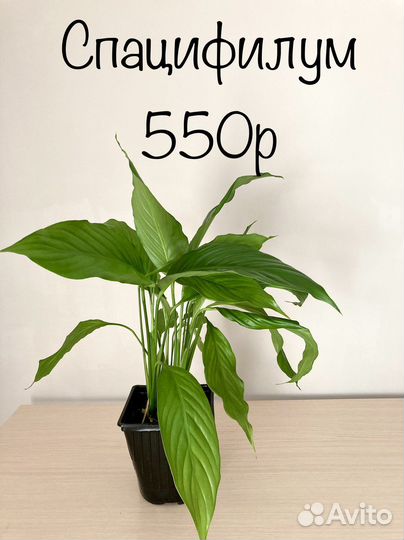 Комнатные цветы