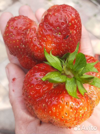 Клубника Великобритания,Маршал,Лесная сказка