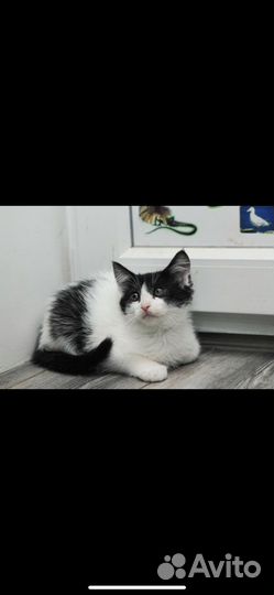 В добрые руки