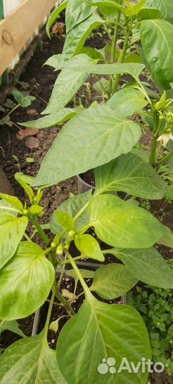 Рассада помидоров, перцев, огурцов