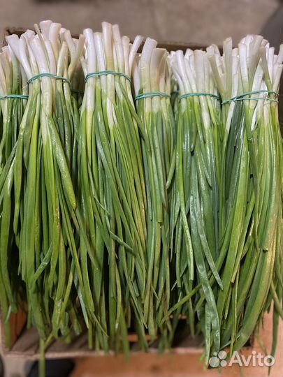 Лук Зелень