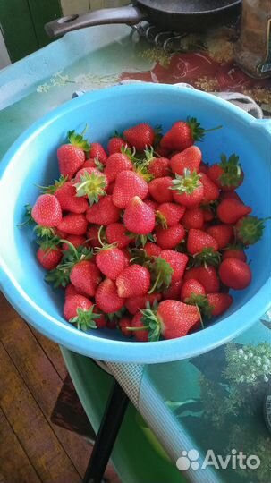 Клубника свежая
