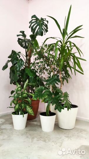 Комнатные растения и цветы, озеленение под заказ