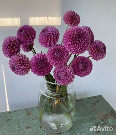 Георгина Изабель