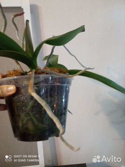 Орхидея биг лип