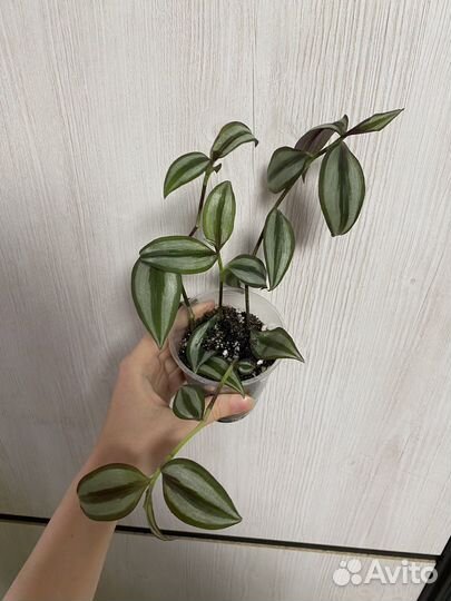 Традесканция зебрина