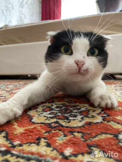 Отдадим кота в добрые руки