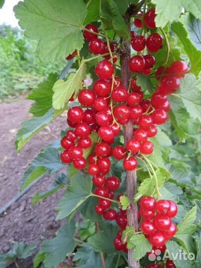 Саженцы черной смородины и красной