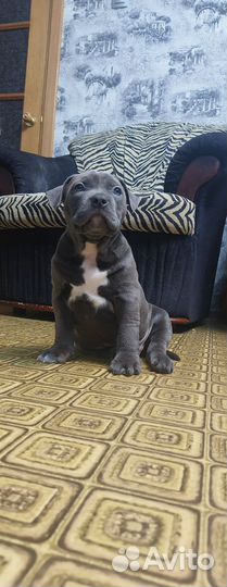 Американский булли классик