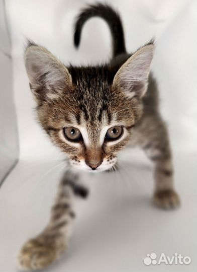 Котята бесплатно