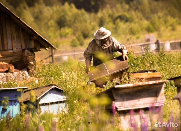 2024 Мед натуральный с Алтая опт