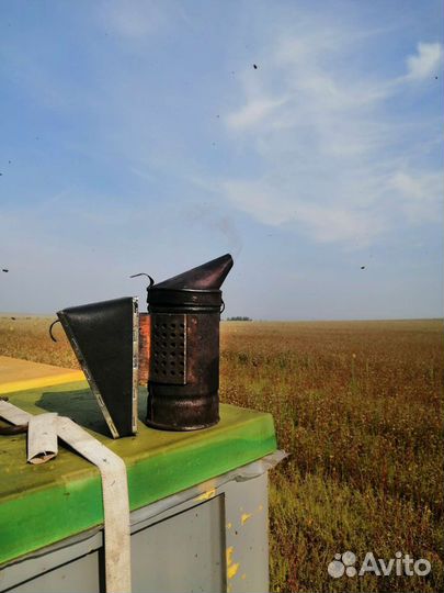 Гречишный мёд в Казани