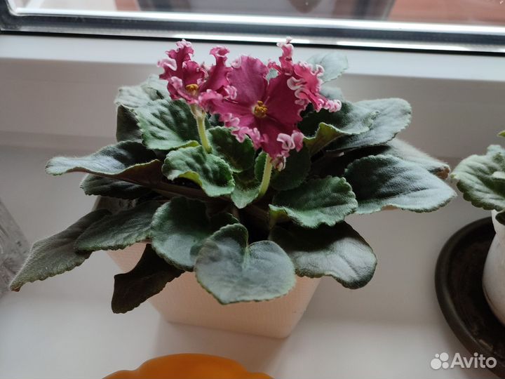 Фиалка в горшках