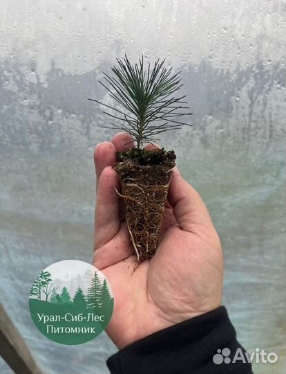 Зкс и окс Сосна Ель Лиственница сеянцы Голуб горн