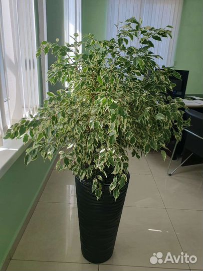 Фикусы крупные много