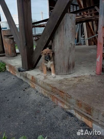 Щенок двортерьер