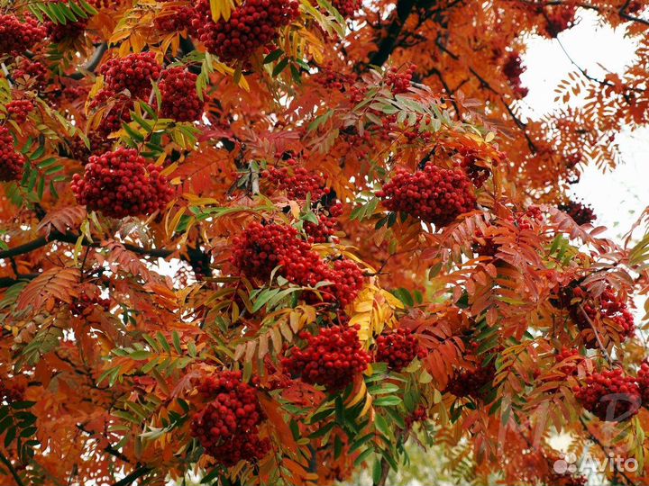 Рябина обыкновенная