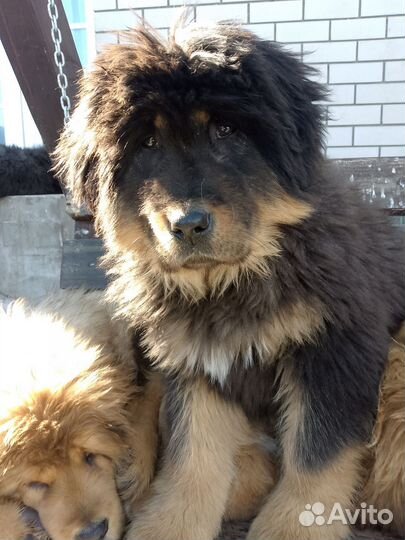 Тибетский мастиф девочка