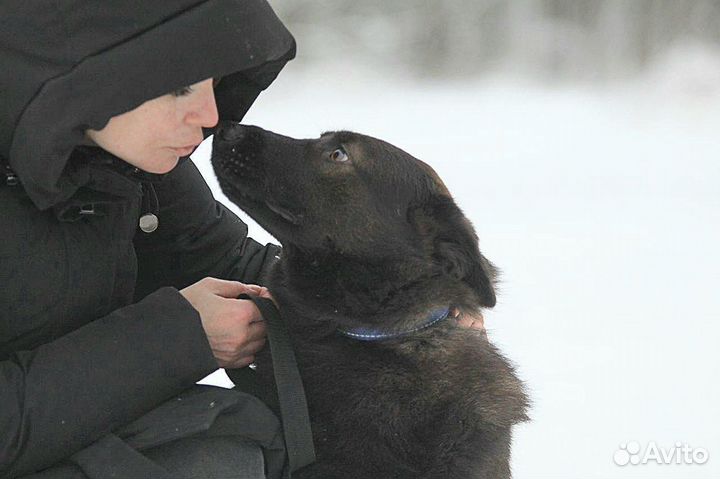 Собака в добрые руки