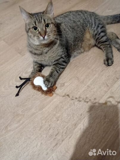 Кошки