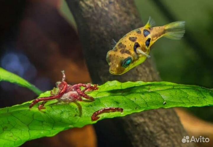 Замороженные корма для рыбок - Мотыль