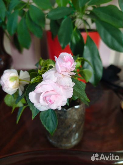 Бальзамин махровый