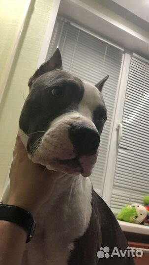 Передержка собак