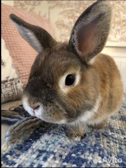 Кролик с клеткой