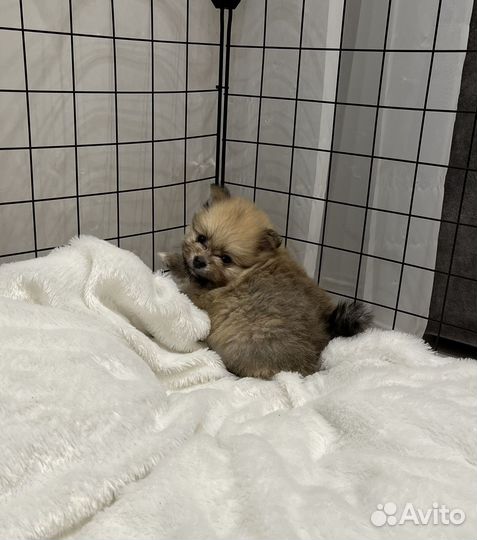 Щенки шпица