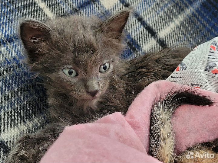 Котята ищут дом