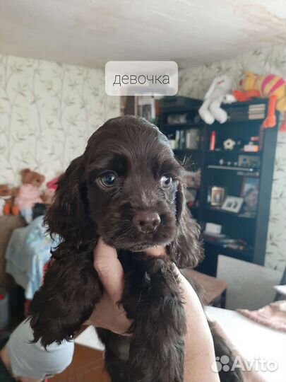 Американские кокеры спаниели