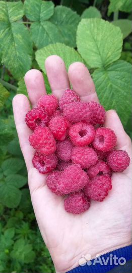 Саженцы малины