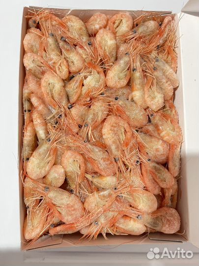 Креветка углохвостая Сахалин