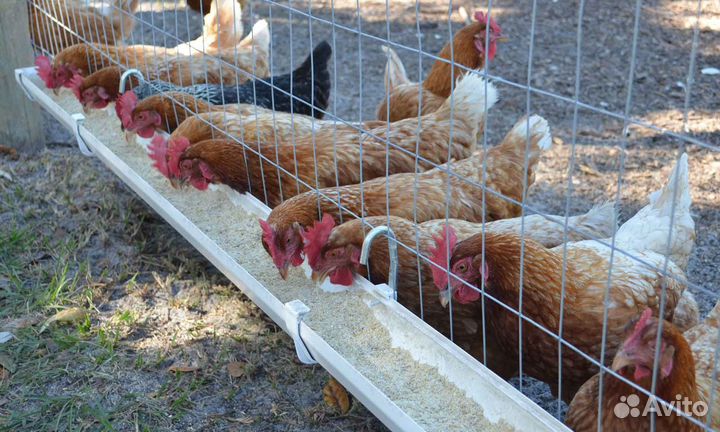 Неприхотливые курочки