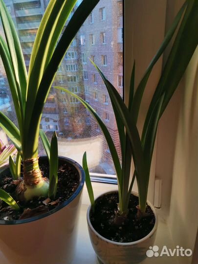 Гиппеаструм